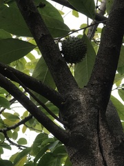 Annona montana