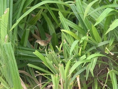 Helopsaltes certhiola