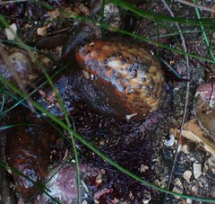 Apostichopus parvimensis