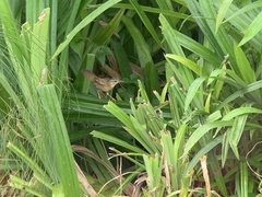 Helopsaltes certhiola