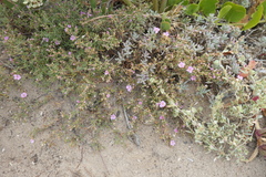 Frankenia pauciflora