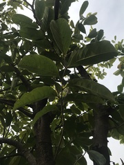 Annona montana