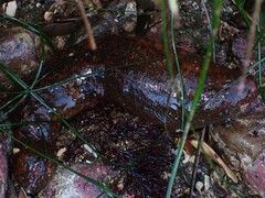 Apostichopus parvimensis