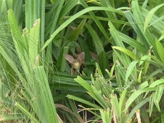 Helopsaltes certhiola