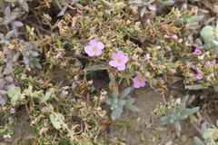 Frankenia pauciflora