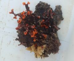 Schizoporella errata