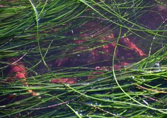 Taliepus nuttallii