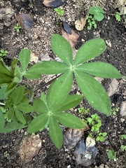 Lupinus succulentus