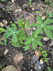 Lupinus succulentus