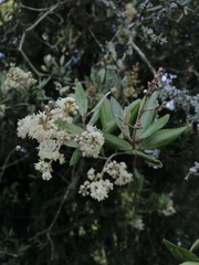 Miconia squamulosa