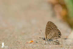 Leptotes trigemmatus