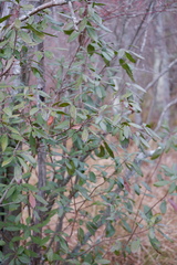 Morella caroliniensis