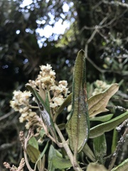 Miconia squamulosa