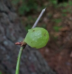 Amphibolips confluenta