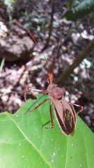 Montina testacea