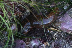 Apostichopus parvimensis