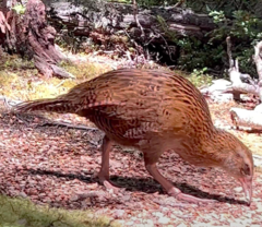 Gallirallus australis