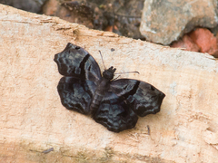 Helias phalaenoides