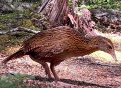 Gallirallus australis