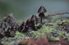 Mycena alcalina