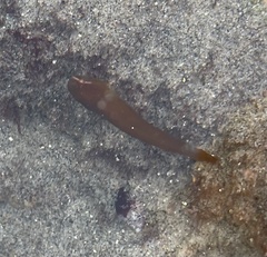 Rimicola eigenmanni