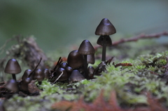 Mycena alcalina