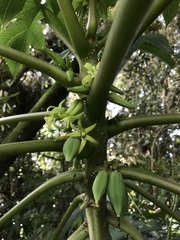 Vasconcellea pubescens