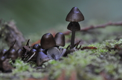 Mycena alcalina