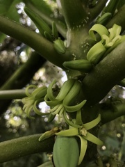 Vasconcellea pubescens