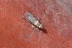 Fucellia