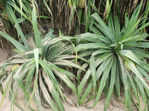 Pandanus kaida observed 2023-01-22