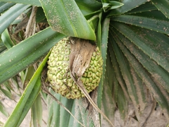 Pandanus kaida