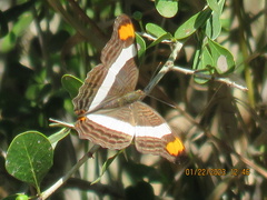Adelpha fessonia
