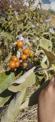 Solanum lanceolatum