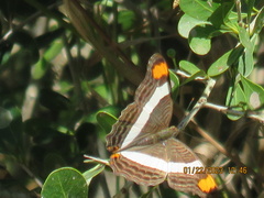 Adelpha fessonia