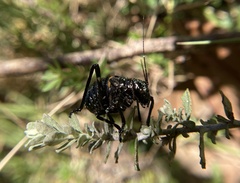 Acripeza reticulata