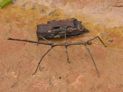 Cladomorphus trimariensis