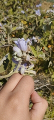 Solanum lanceolatum