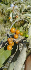 Solanum lanceolatum