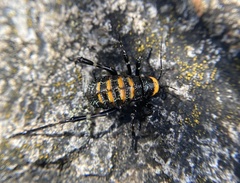 Acripeza reticulata