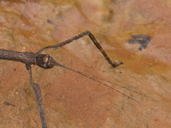 Cladomorphus trimariensis