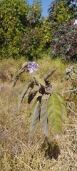 Solanum lanceolatum