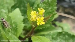 Rorippa indica