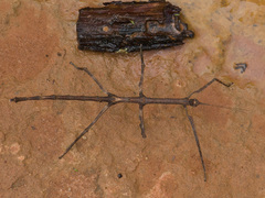 Cladomorphus trimariensis