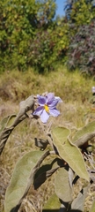Solanum lanceolatum