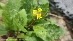 Rorippa indica