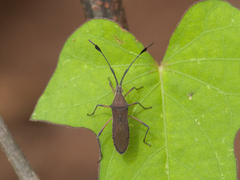 Chariesterus armatus