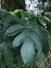 Vasconcellea pubescens