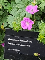 Geranium dalmaticum