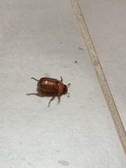 Cyclocephala